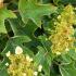 Hydrangea quercifolia Ruby Slippers Oakleaf Hydrangea with white flowers turning pink