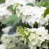 Hydrangea Quercifolia Snow Queen flowering. Buy plants online with UK delivery.