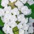 Hydrangea Quercifolia Snow Queen Oak-leaved Hydrangea