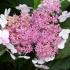 Hydrangea Serrata Bluebird variety to buy online. Many varieties of Hydrangeas for sale with UK delivery.