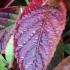 Hydrangea Serrata Bluebird autumn foliage, buy Hydrangeas online, UK