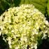 Hydrangea Strong Annabelle with large white flowers on sturdy stems