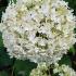 Hydrangea Arborescens Strong Annabelle flowering, a hardier and sturdier hybrid for sale online UK