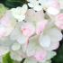 Hydrangea Paniculata Sundae Fraise is a compact variety featuring creamy white flowers that gradually blush to soft pink, adding charm and color to any garden.