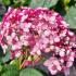 Hydrangea Sweet Annabelle with soft pink flowers on sturdy stems