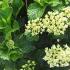 Hydrangea Macrophylla Three Sisters - a new variety of Hydrangea with 3 different coloured blooms on each plant.