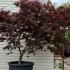 Acer Palmatum Bloodgood Unique Tree For Sale UK