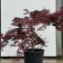 Acer Palmatum Dissectum Garnet Unique Tree For Sale UK