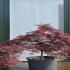 Acer Palmatum Dissectum Inaba Shidare 5216 - £3950 Mature Japanese Cloud Tree