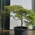 Acer Palmatum Dissectum Viridis Unique Tree For Sale UK
 