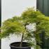 Acer Palmatum Dissectum Viridis Unique Tree For Sale UK