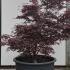 Acer Palmatum Fireglow Unique Tree For Sale UK