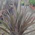 Phormium Tenax Purpurea, New Zealand flax plant which thrives in coastal areas, buy online UK