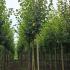 Tilia Europaea Pallida Lime showing summer foliage, turns golden in Autumn