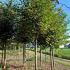 Tilia Platyphyllos or Broad Leaved Lime, a tall stately tree clothed in beautiful dark green leaves. 