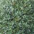 Ilex Aquifolium for sale UK