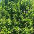 Ilex Aquifolium, Evergreen Shrubs Specialists, London Plant Centre, Crews Hill, Enfield 