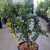 Ilex Aquifolium Alaska 40-60 cm buy online UK.
