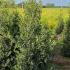 Ilex Aquifolium Alaska 1.75-2 m buy online UK.