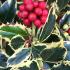 Ilex aquifolium Argentea Marginata with variegated green and silver leaves