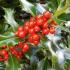 Ilex Aquifolium Holly - red berries in Autumn. Great for hedging, berries are loved by wildlife. Buy holly hedging UK