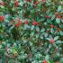 Ilex Aquifolium JC van Tol Holly is a self-pollinating holly with dark, shining green leaves and large regular crops of bright red fruit. 