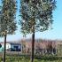 Ilex Aquifolium Nellie Stevens Pleached Trees, buy online from our London nursery, UK deliveries