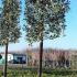 Ilex Aquifolium Nellie Stevens Pleached Trees, buy online from our London nursery, UK deliveries