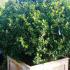 Ilex Meserveae Blue Prince Globe topiary to buy online with UK delivery.