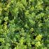 Ilex crenata Blondie viewed from above showing bright new leaf growth