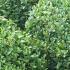 Ilex Crenata Caroline Upright - globe shaped light green evergreen balls, clipped to shape and easy to maintain, topiary for sale online UK delivery.