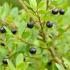 Ilex Crenata Fastigiata Japanese Holly, Evergreen Upright Shrub