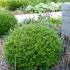 Ilex Crenata Glory Gem globes for sale UK