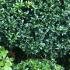 Ilex crenata Kinme Japanese Holly Topiary Globes 