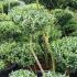 Ilex Crenata Pom Pom Bonsai (Topiary Pom Pom or 
Japanese Holly Pom Pom).
