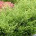 Ilex Crenata Japanese holly evergreen shrub grown as low hedging or edging plant, buy online UK