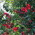 A compact, evergreen holly with spiky blue-green leaves and bright red berries in winter.