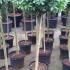 ilex Crenata Maxima Topiary Lollipop Trees buy from our UK plant centre online.