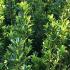 Ilex Maximowicziana Kanehirae Japanese Holly, a hardy evergreen shrub