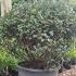 Ilex Meserveae Blue Angel - Topiary holly ball - these are mature shrubs and excellent quality for sale online with UK delivery