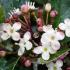 Ilex Meserveae Holly flowering at our London plant centre, buy online UK