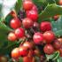 Red Berries of Ilex Meserveae topiary tree, for sale at our London plant centre, UK 