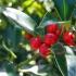 Topiary Holly trees with bright red autumn berries, buy from Paramount in Crews Hilll, London UK