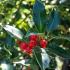 Blue Holly Ilex Meserveae Heckenfee Ilex Castle Spire