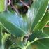 Ilex Meserveae Blue Prince Blue foliage close up