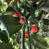 A vigorous evergreen tree with glossy dark green leaves and abundant red berries, ideal for structured garden designs.