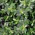 Ilex Crenata Greenhedge Japanese Holly for Hedging