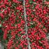 Cotoneaster single branch showing profusion of berries in Autumn, UK