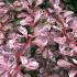 Arching branches and variegated foliage of Berberis Rose Glow. UK gardens