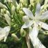 Agapanthus White Storm Flowering